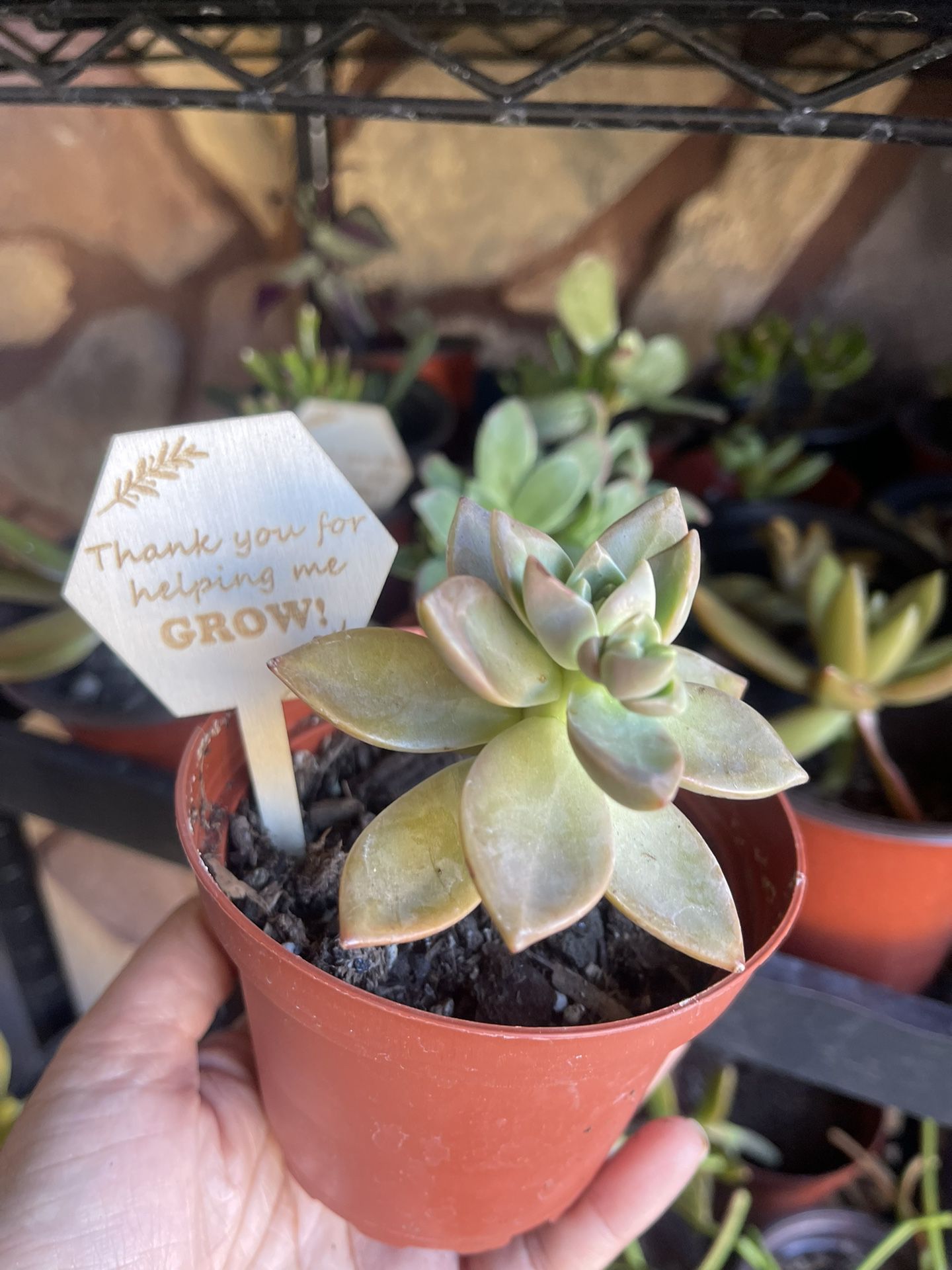 Any Occasion Gifts / Live Plants/ Succulents