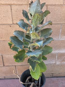 4 feet kalanchoe suculent Plant