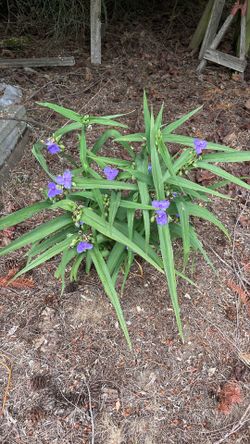 Spiderwort