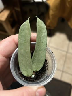 Hoya Pandurata Silver