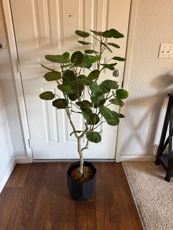 Plant