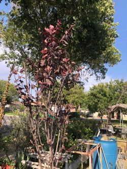 Purple leaf plum tree