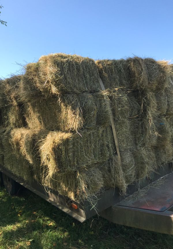 Fresh local grass hay for Sale in WA, US OfferUp