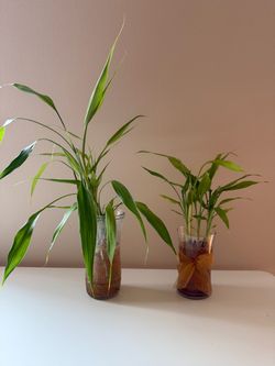 Live lucky bamboo plant in glass vase