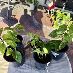 Jessenia/Hawaiian Pothos Potted Plants 