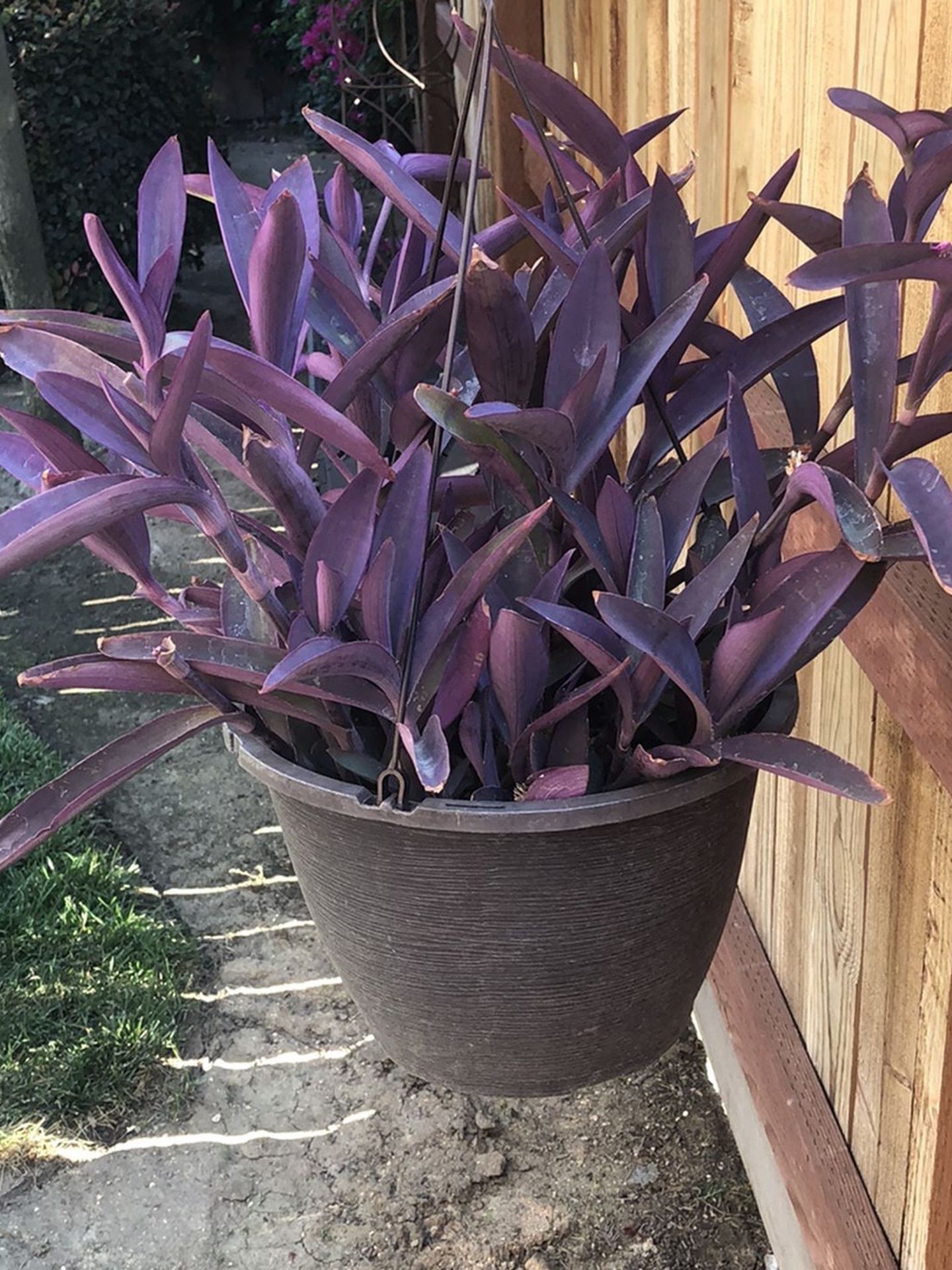 Purple Heart plant 5 inch cuttings 10 for $10