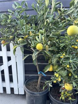 Cara Cara Navel Orange Tree 15g