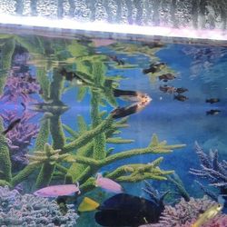 Aquarium Fish Tank Setup with Stand