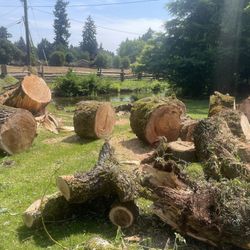 Willow Tree Sections