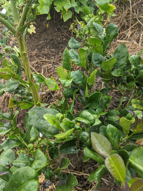 Kaffir Lime Thai Tree 45 years old for Sale in Torrance