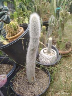 Silver torch cactus plant