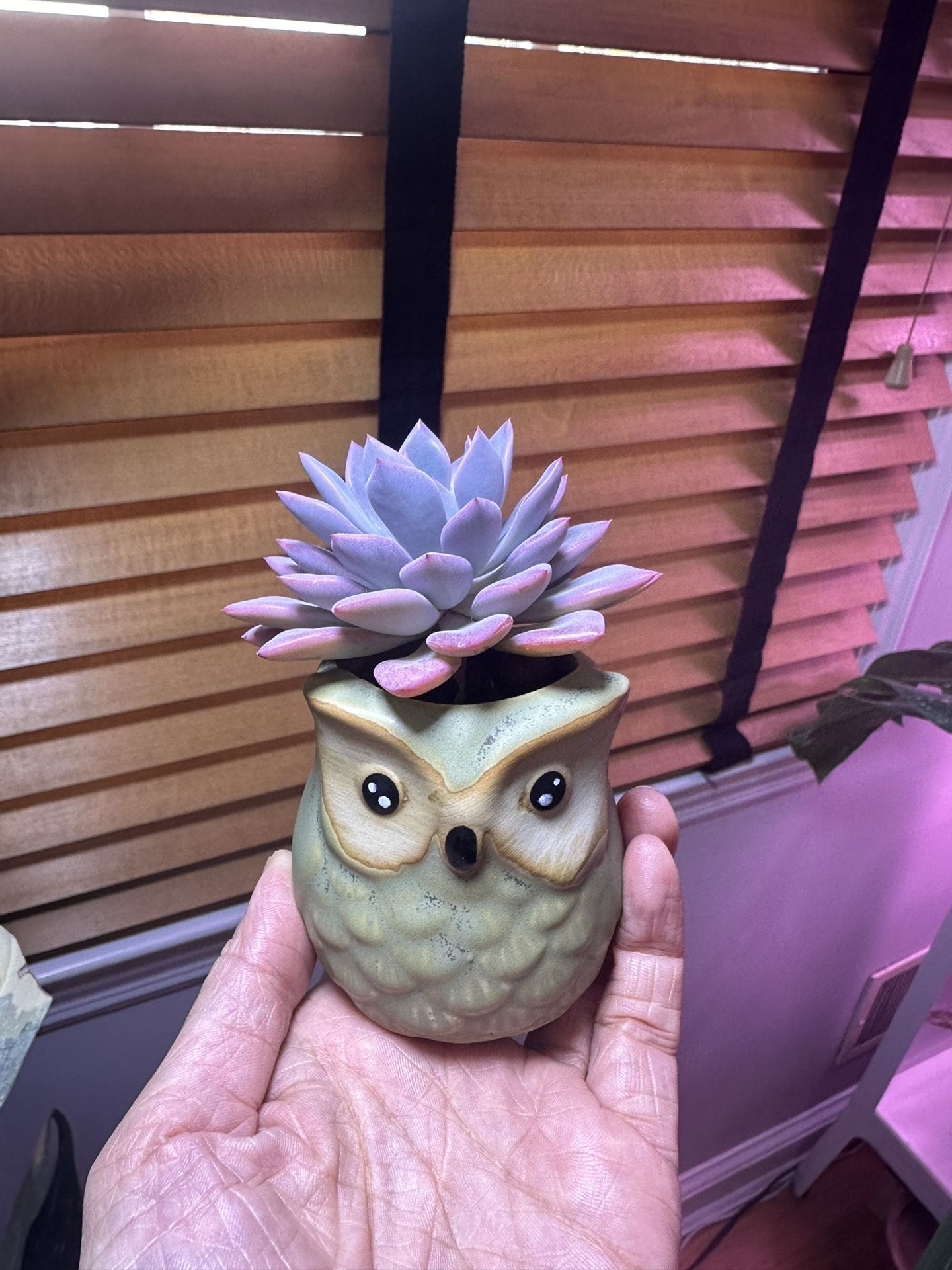 Succulent In Mini Owl Pot