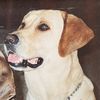 Murphy