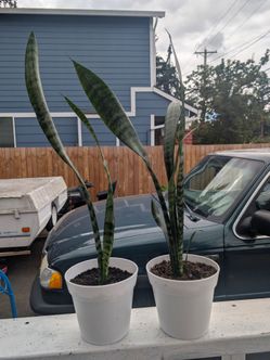Snake plants $10 each
