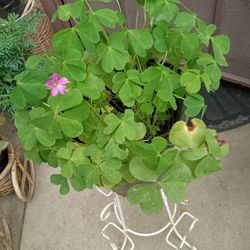 plantas de trébol $8 Y otra $9