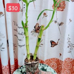 Live Lucky Bamboo  Plant. 