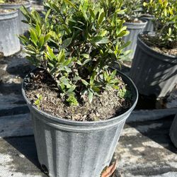 Ixora Petit - 3 Gallons