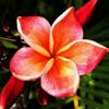 Paradise Blooms.