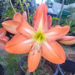 Salmon Amaryllis Plant Large Pot 