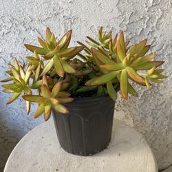 1 Gallon Pot Succulent Plant - Sedum Adolphii - Firestorm - Rooted & Established - Drought Resistant - 🪴 
