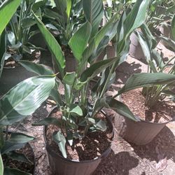 Gorgeous Orange Bird Of Paradise Plants 7gl🌼$45