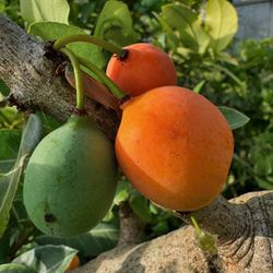 LIVE PLANT 3ft Garcinia Livingstonei  Imbe Lowveld African mangosteen garcinia