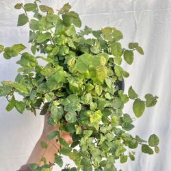 Creeping fig plant 6 inch pot 