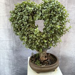 Bonsai Jade