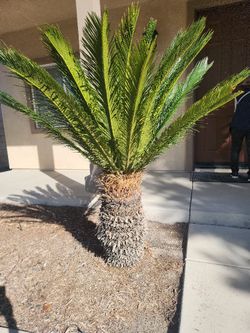 Sago Palm