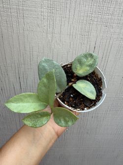 4” hoya argentea princess