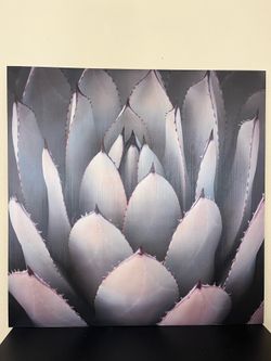 Wall Art Succulent Cactus Photo