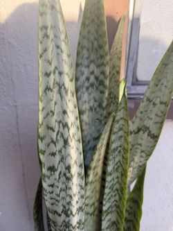 Selling this Dracaena trifasciata (formerly Sansevieria trifasciata), commonly known as the snake plant