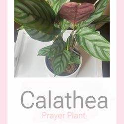 Calathea Prayer Plant