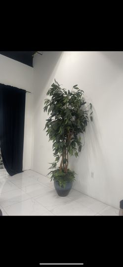 10 Ft Artificial Ficus
