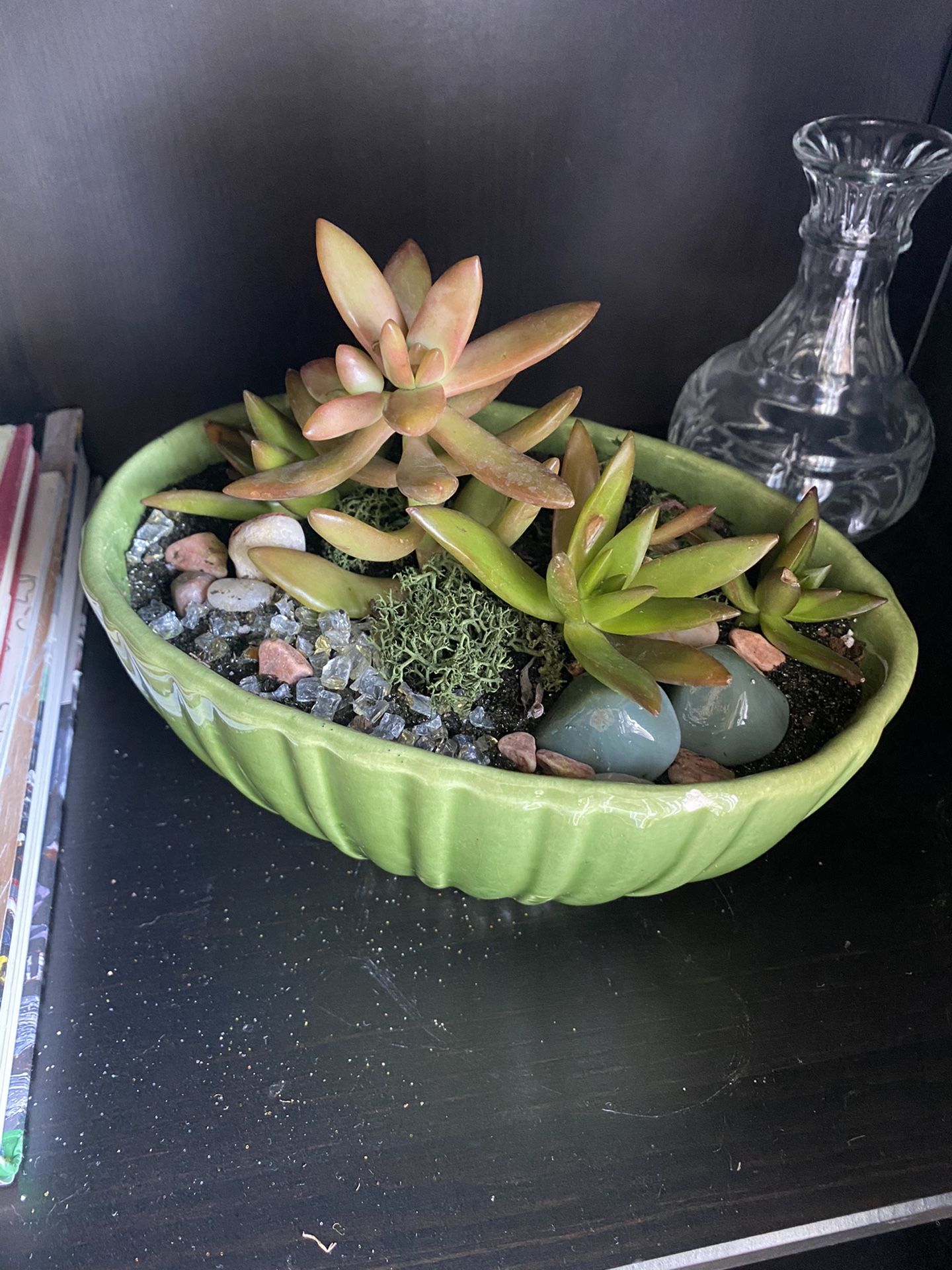 Live succulent arrangement