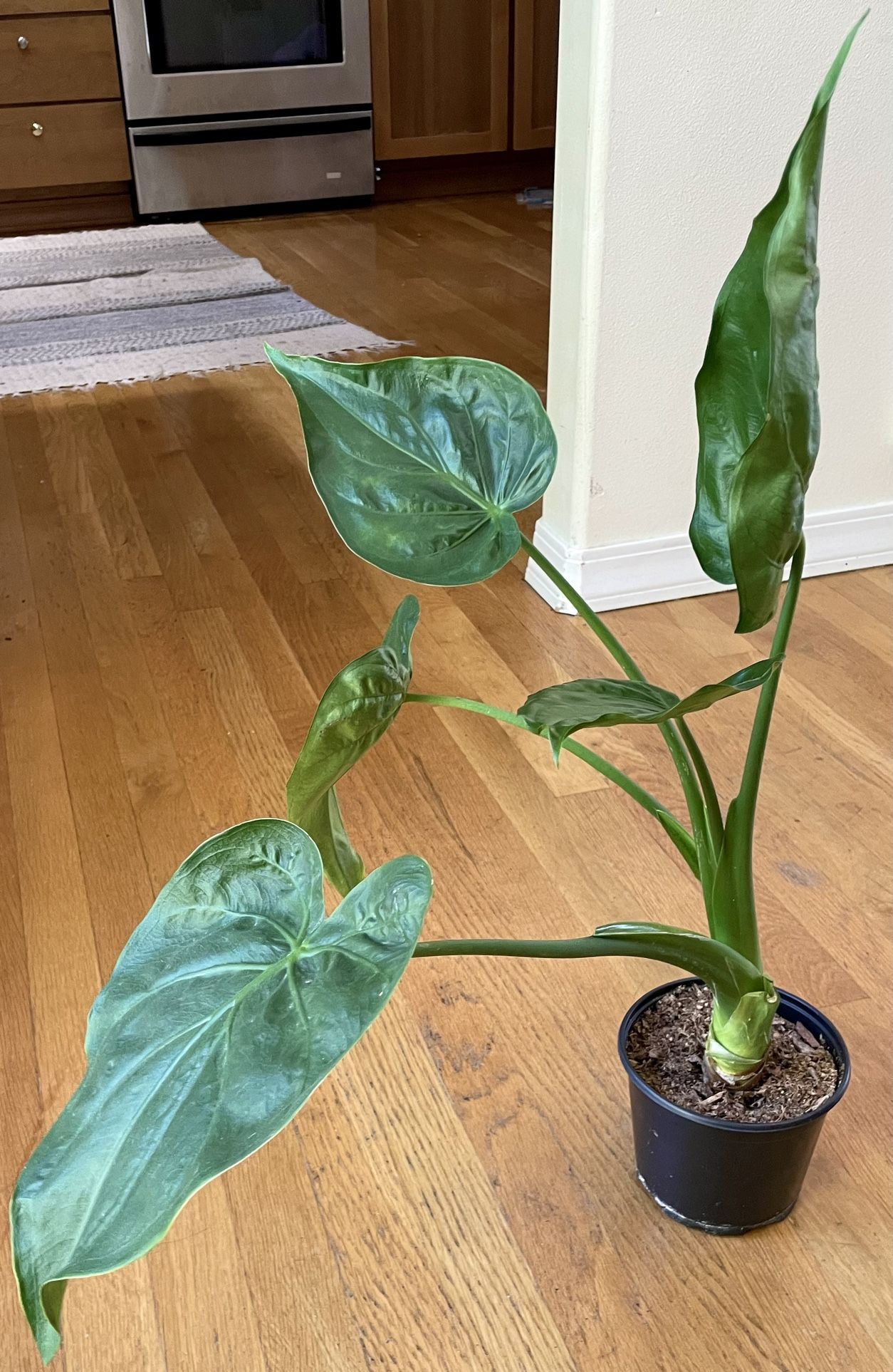 Alocasia Buddha’S Palm: Chinese Alocasia – VHKTX