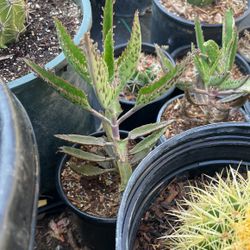 Kalanchoe Mother Of Thousands