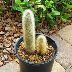 Living Plant 🌱Cleistocactus 'Red Flowers' (Symbolize Endurance,  Resilience, and Protection) on 7"H Black Pot ::: Outdoor