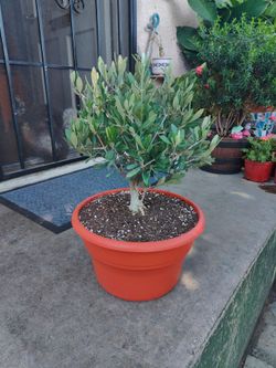 Olive Bonsai Tree