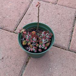 Red Velvets Succulent In Plastic Pot 