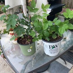 Blackberry Plant