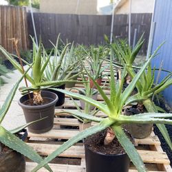 Beautiful Aloe Vera Plants / Plantas De Sabila 