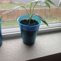 Lucky Bamboo Plant Starters