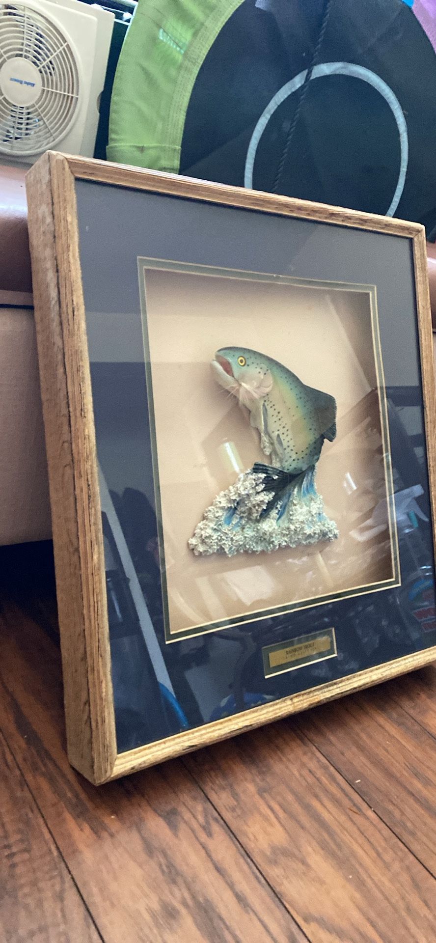 Signed Mounted Rainbow Trout Display