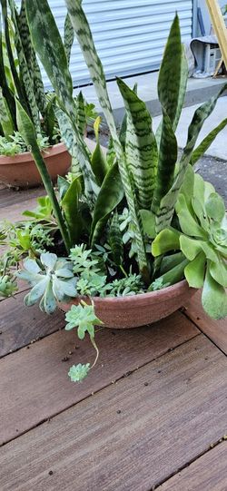 Snake Plants And Succulents Arrangement 