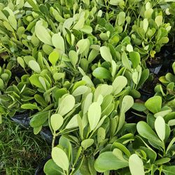 Clusias Tall Full Green  Fertilized  Ready For Planting Instant Privacy Hedge  Same Day Transportation 