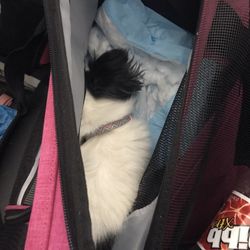 Airplane Approved, Travel Dog Bag