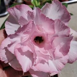 6” desert rose mary first pic for reference