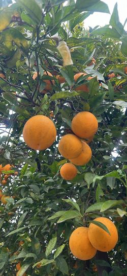 Oranges organic from my tree 4c$1