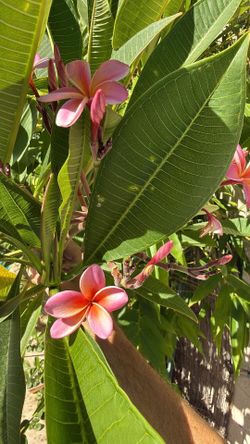 Plumeria cutting